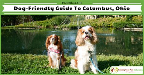 Top 3 Dog Friendly Activities For You And Your Dog in Columbus, …