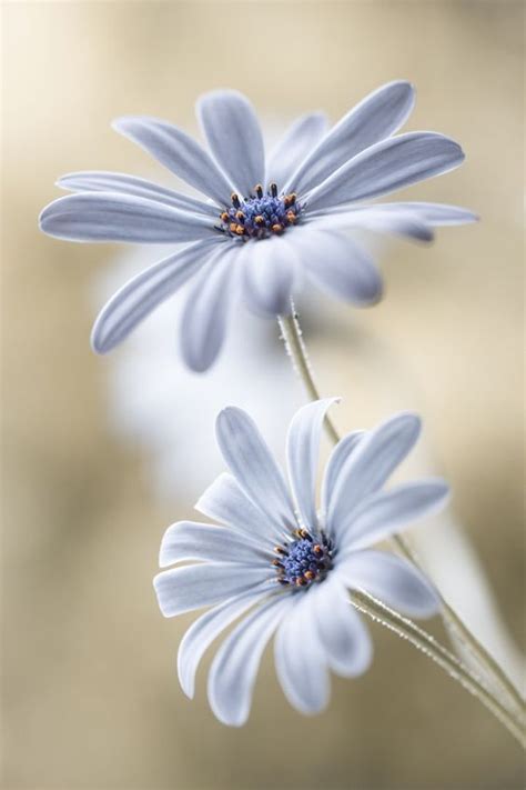 Top 35 Most Beautiful White Flowers with Pictures - Jessica Paster