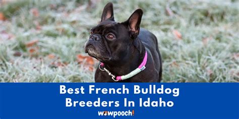 Top 5 Best French Bulldog Breeders In Idaho (ID) State