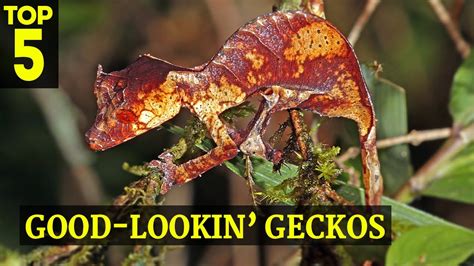 Top 5 Coolest Looking Geckos for World Lizard Day! - YouTube