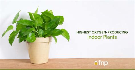 Top 5 Highest Oxygen-Producing Indoor Plants - FNP