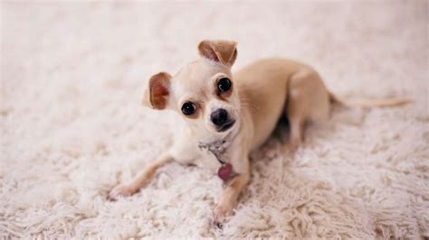 Top 5 Small Dog Breeds that are Most Popular - Avenue Dogs