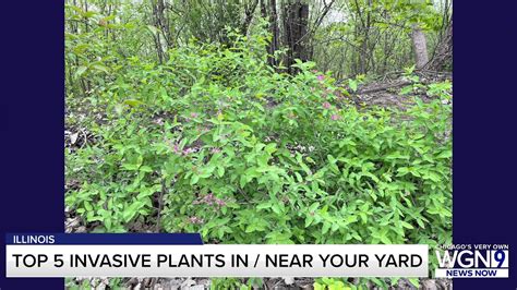 Top 5 invasive plants in Illinois which could ruin your yard