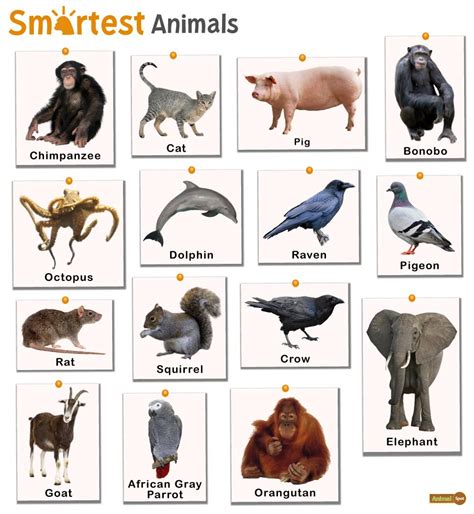 Top 5 smartest animals. Many More Animal Facts. Fact Animal is for kids, and big kids. The cool, the crazy and the very strange are all covered. We hope to build the largest database of authentic and unique animal facts in the world. From the biggest, to the smallest, the fastest and laziest and even deadliest animals. You can learn about your favorite animals and ... 
