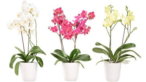 Top 6 Best Pots For Cymbidium Orchids [Apr 2024] Reviews