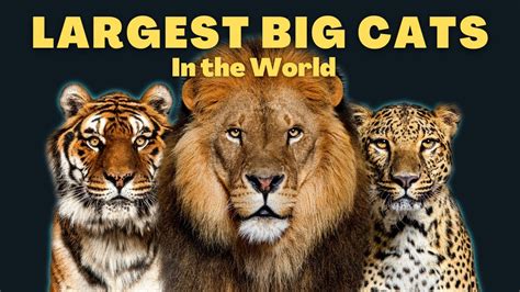 Top 7 Largest Big Cats In The World - YouTube