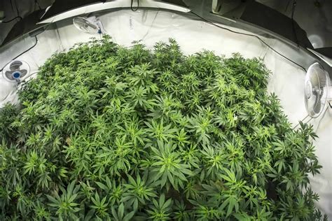 Top 7 Online Stores for Marijuana Growing Supplies and …