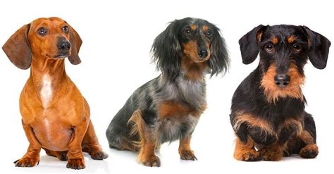 Top 73+ Dachshund Rescue Organizations in USA