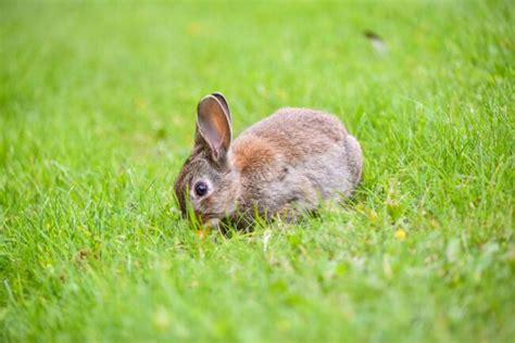 Top 9 Reasons Why Wild Rabbits Freeze on the Spot