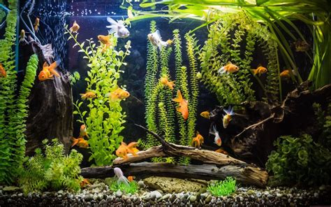 Top Aquarium Shops in Dubai: Think Fish, Aqua Art & More - Bayut