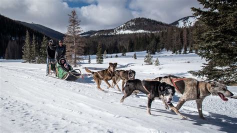 Top Buena Vista, Colorado Dog Sledding & Dog Sled Tours