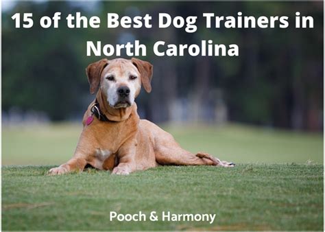 Top Dog Trainers in Black Mountain, NC Wag!