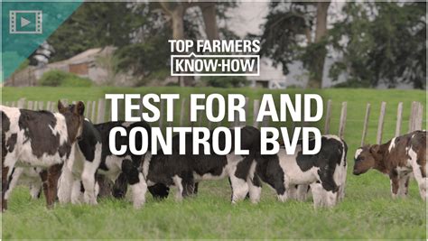 Top Farmers KnowHow Test For and Control BVD