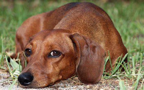 Top Free Dachshund Backgrounds - WallpaperAccess