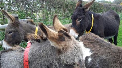 Top Hotels Closest to The Donkey Sanctuary in Sidmouth Hotels.com