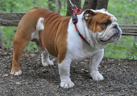 Top Missouri Bulldog Breeders ; He will come with his brand new kennel, a bed…