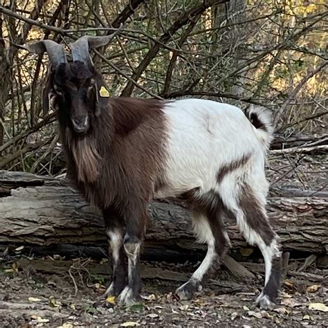 Top Terrace Farm - 100% New Zealand Kiko Goats