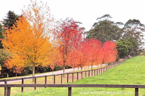 Top Things To See/Do in Bowral - Why You Wander