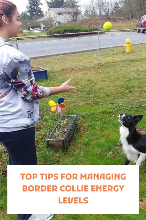 Top Tips for Managing Border Collie Energy Levels - Outdoor …