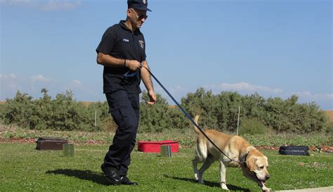 Top dog training. 2. Use Short Phrases For Commands and Instructions. Dogs respond faster to short word commands rather than long phrases and sentences. To make the training effective and successful, limit your instructions to single, assertive words such as “Sit,” “No,” and “Go.”. Although dogs are dynamic and can follow instructions regardless of ... 