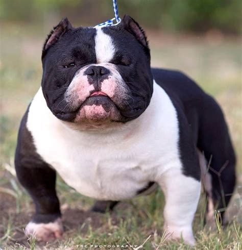 AMERICAN BULLY TYPES & VARIETIES. In this article, we’ll cover the 4 American Bully Varieties according to the breed’s founding registry — the ABKC. We’ll also shed light on some of the different terms used to describe the different types of American & Exotic Bullies. Terms like Nano, Micro, Teacup, Extreme, XXL & the latest fad .... 