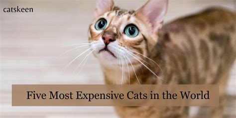 Top five most expensive cats in the world Al Arabiya English