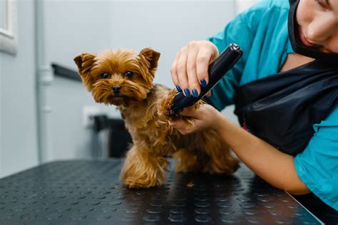 Proper grooming is essential to the health, comfort, and well-being of all dogs (and their owners!). We created AKC Marketplace for Groomers to help you find the best care for your dog by.... 