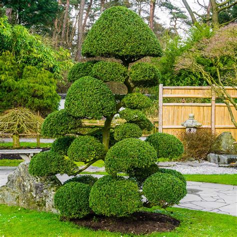 Topiary Forms 