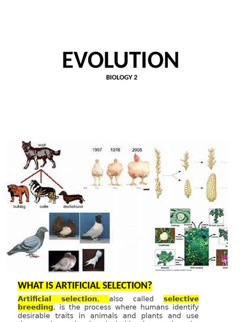 Topic 8 Evolution Answers