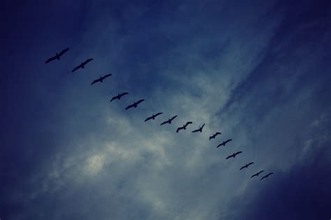 Toplu uçuş gösterisi yapan siyah kuşlar