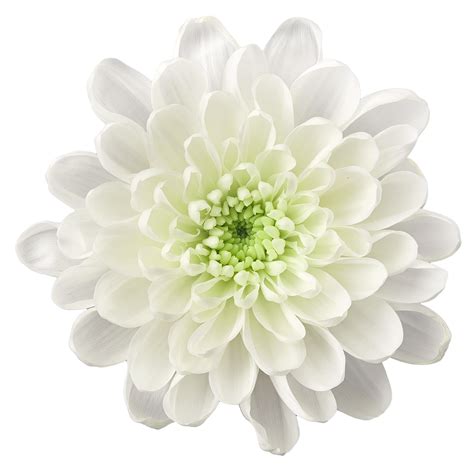 Topspin: a powerful effect! - Dekker Chrysanten