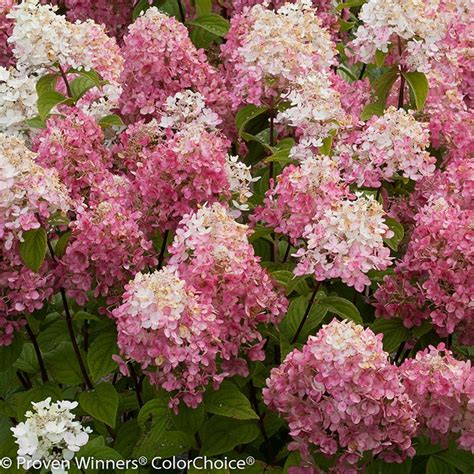 Torch Hardy Hydrangea Plant Addicts