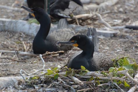 Toronto Islands has a cormorant problem. What’s being done to address it