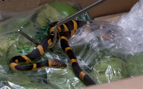 Toronto Wildlife Centre rescues Mexican snake found in tomato box at food terminal