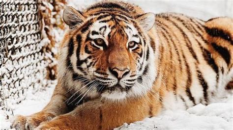 Toronto Zoo devastated after ‘beloved’ 2-year-old tiger dies from tragic fall