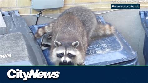 Toronto is dealing with an ‘unprecedented’ spike in raccoon distemper cases