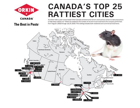 Toronto named Canada’s ‘rattiest’ city for second year in a row