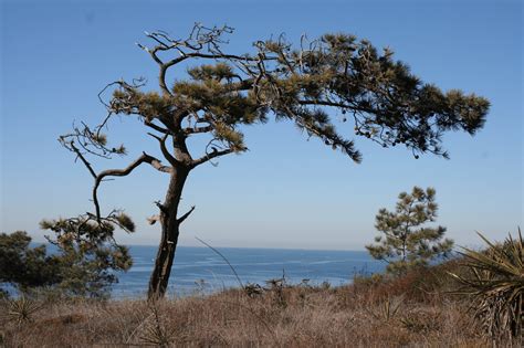 Torrey Pines State Beach namesake considered rarest pine species in world