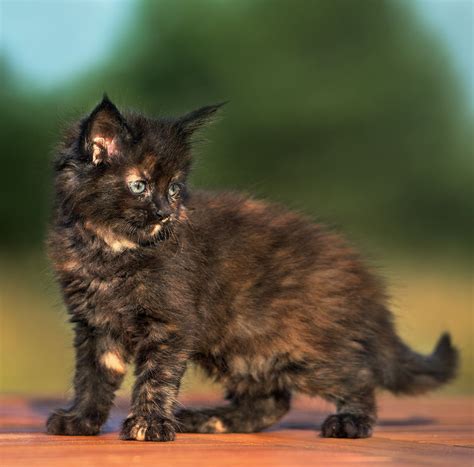 Tortie kitten. The way you can tell apart a tortoiseshell cat with white in its fur vs. a calico cat, is calico cats are white with distinctive black and orange blotches. Tortoiseshells tend to display a more mosaic pattern of brown or black and orange mixed together, and they can have white patches on the their underbelly, paws, chest, or face. Calico Cat. 