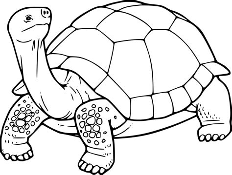 Tortoise Coloring