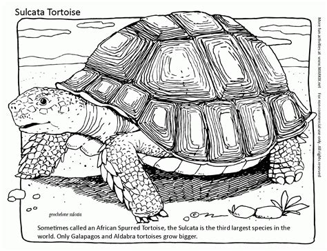 Tortoise Coloring Pages