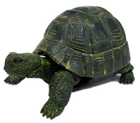 Tortoise Encyclopedia.com