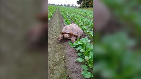 Tortoise Frank the Tank, found wandering bok choy field, gets a new home in B.C.