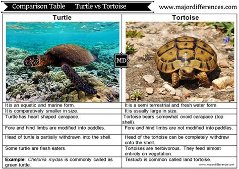 Tortoise Turtle 차이 j1s3ra