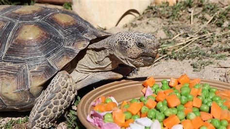 Tortoise diet. Russian tortoises are herbivorous, which means that they will eat fruits, vegetables and plants. A well-balanced diet for a pet Russian tortoise will consist mostly of leafy greens, with fruits only being given occasionally. But you can’t simply throw a random amount of food in the enclosure and let your tortoise eat as much as it needs. 