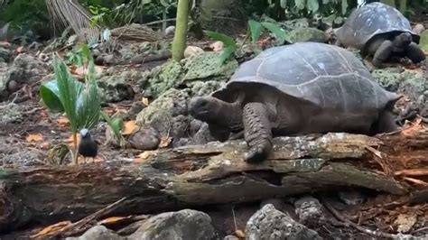 Tortoise hunts baby bird in slow-motion, crushes its skull in …