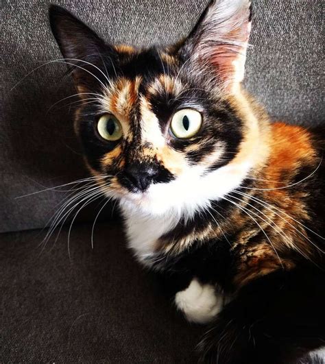Tortoiseshell cats and kittens. If you have 