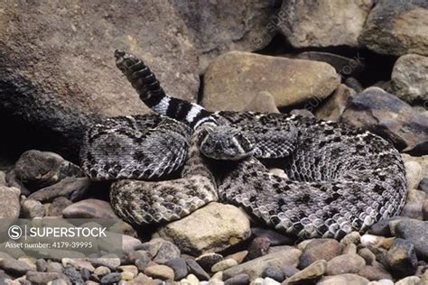 The Tortuga Island diamond rattlesnake is a venomous snake th