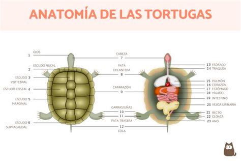 Tortugas, por dentro y por fuera. - Handbook of adhesion technology by lucas f m da silva.