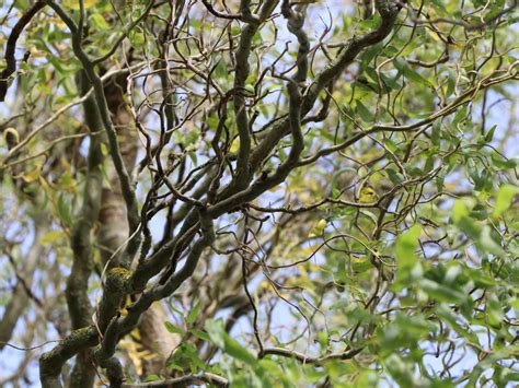 Bryoria tortuosa (G. Merr.) Brodo & D. Hawksw. Family: Parmeliaceae. Bryoria tortuosa image. Resources. Internal Resources. 498 occurrences · Taxonomic Tree.. 